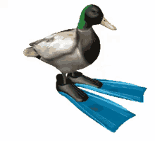GIF Centrado